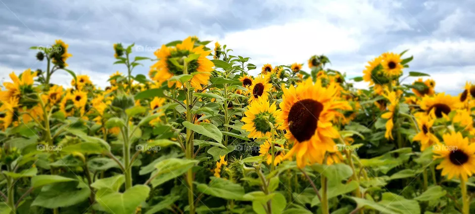 sunflower field