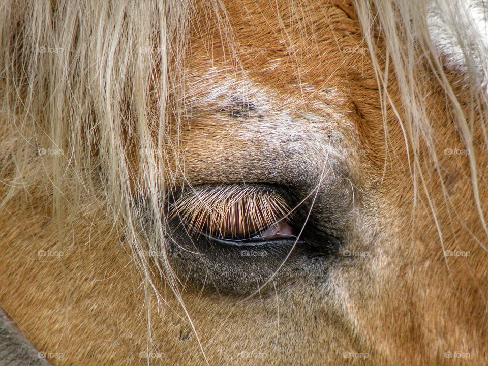 Majestic horses