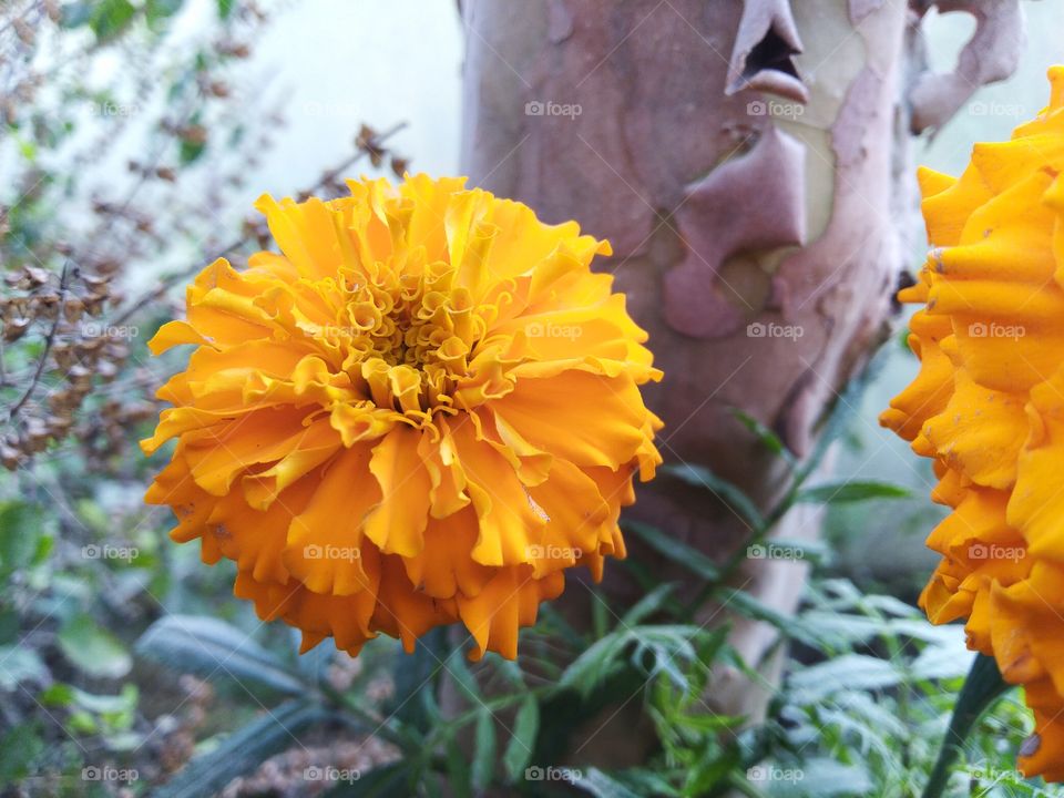 orange flower in the morning in botany garden