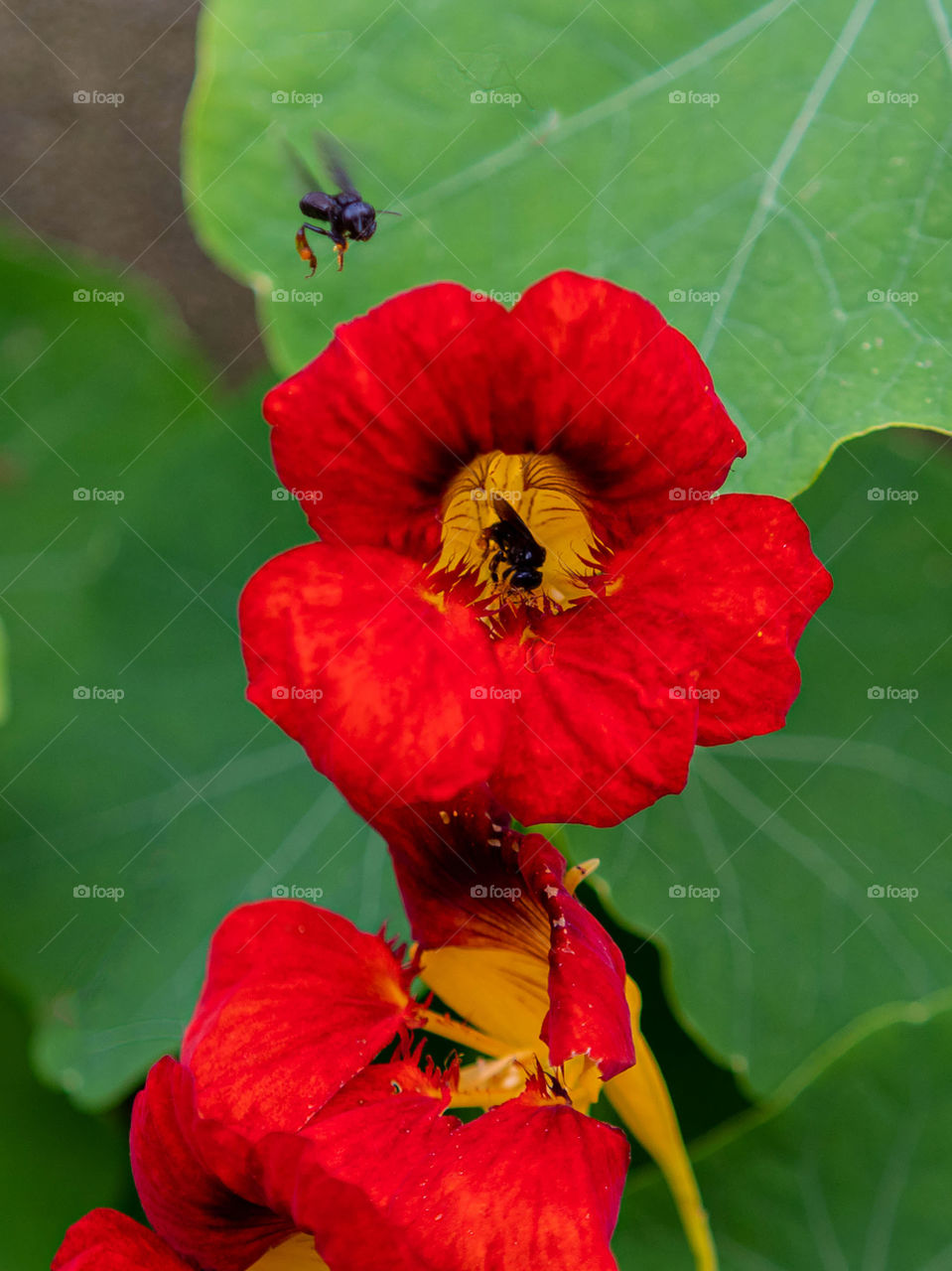 Abelha polinizando flor no interior de Minas Gerais.