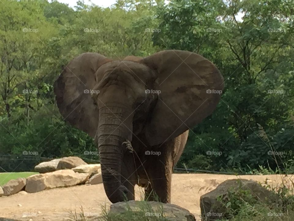 Elephant 