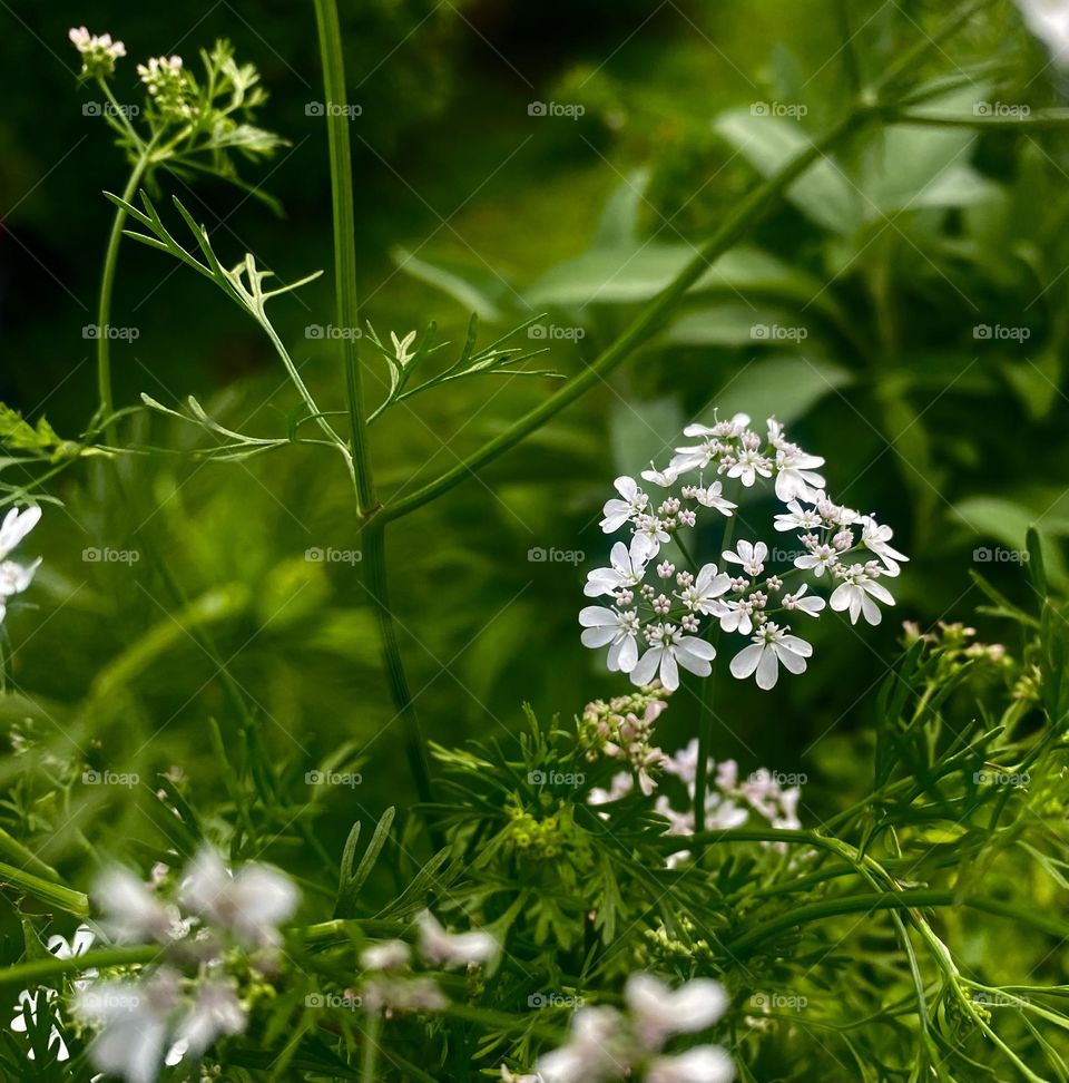 Herbs in the garden 