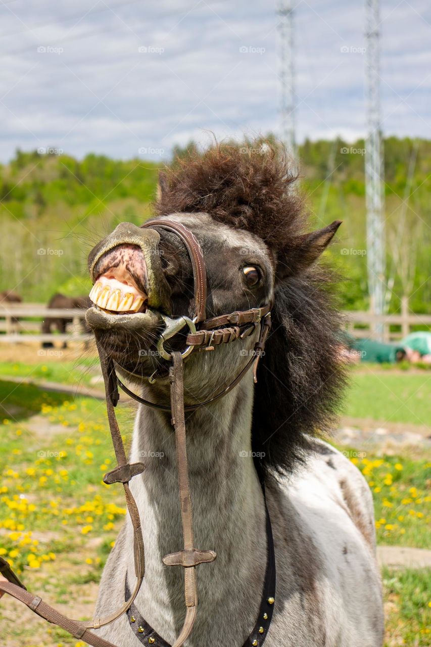 I LOVE SPRING TOO.
Im sure thats the reason this horse smile so Nice.  
Hes happy for the spring weather and he can play outside .
A smile to the world.