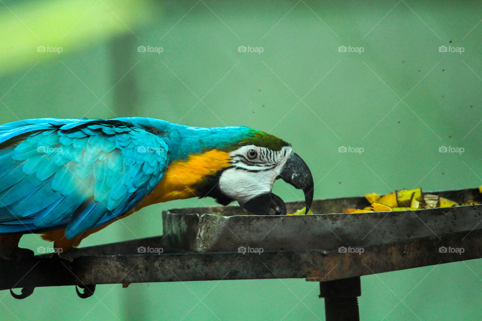 A funny mackaw eating his lovable fruit and looking me I'm having delicious and you having your old camera only #funny