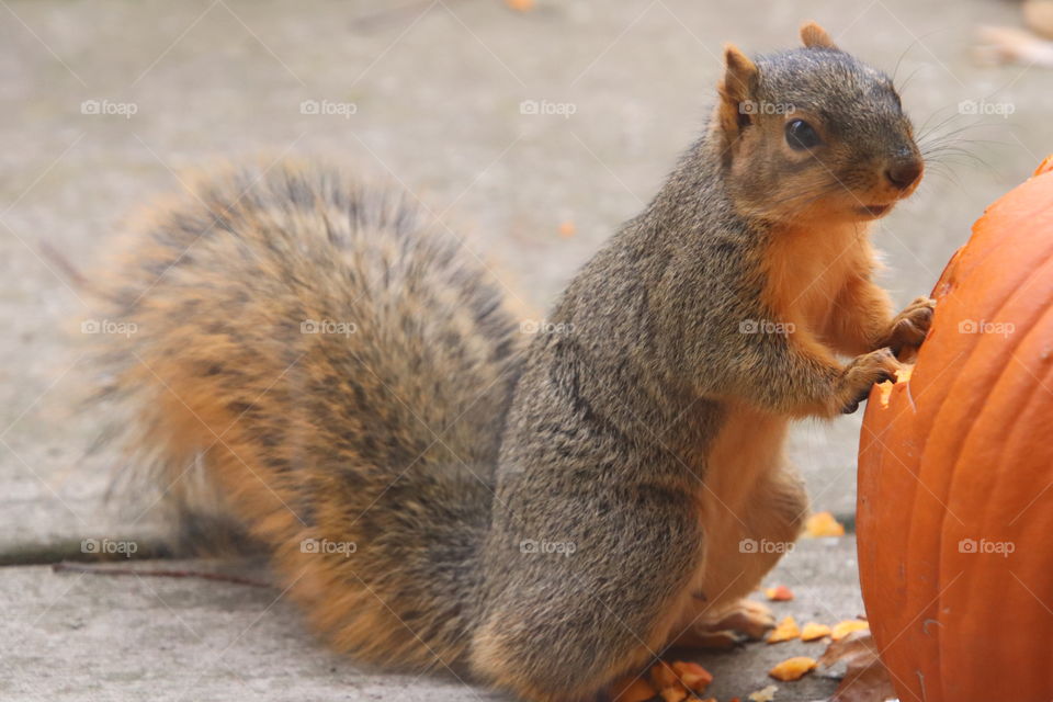 Squirrel in northern Ohio, USA