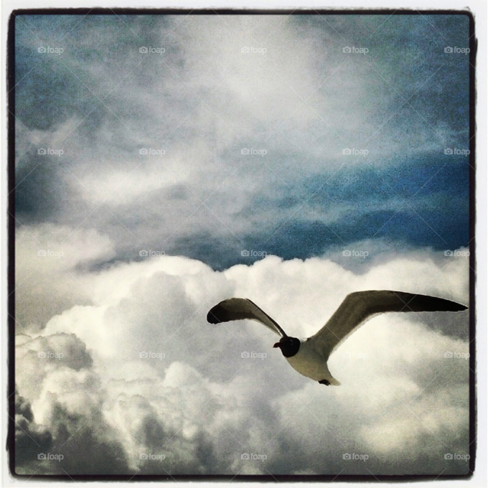 beach ocean clouds bird by jills_faith