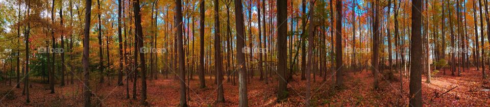 Woods of Fall. Into the woods of fall