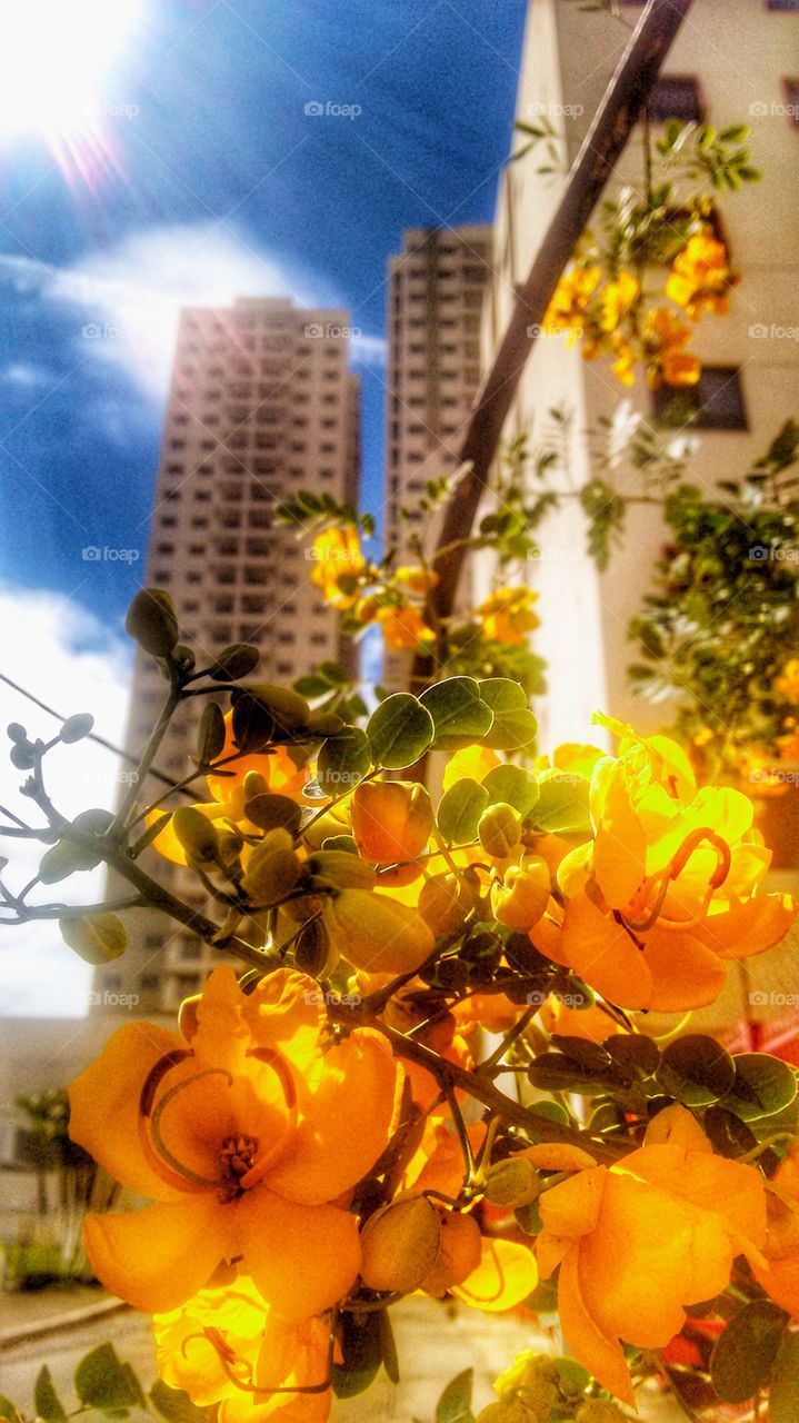 flor amarela prédio arquitetura céu
