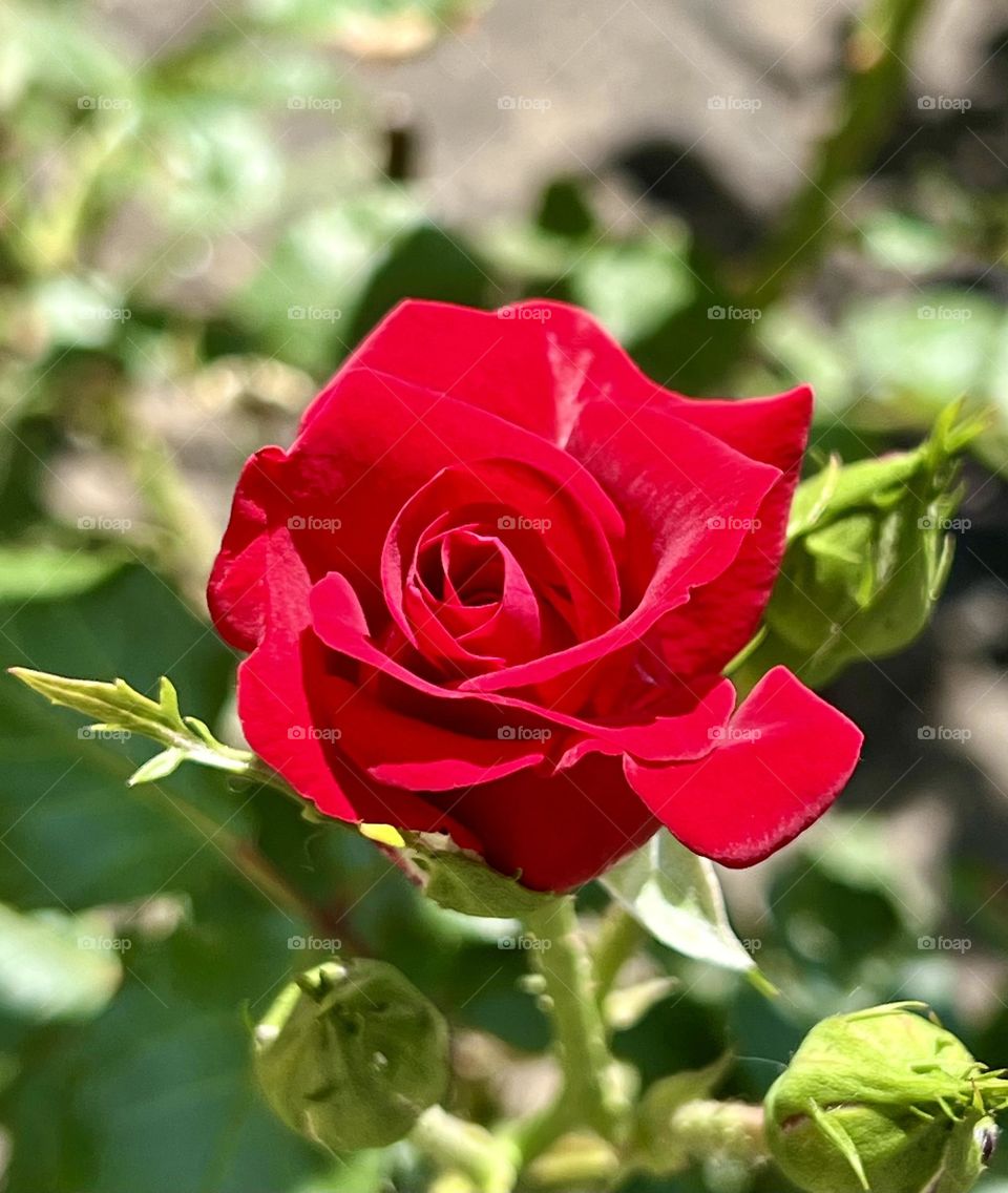 Ideal shape, bright color, lovely fruity aroma - all this can be taken into account when describing Veterans' Honor roses
