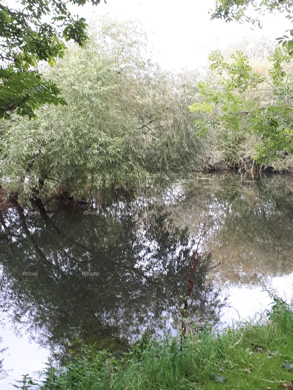 Trees Reflecting On Water