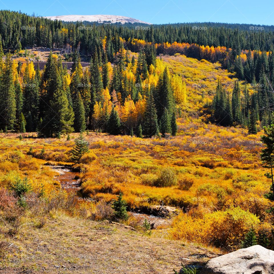 Fall colors along Guanella Pass 
