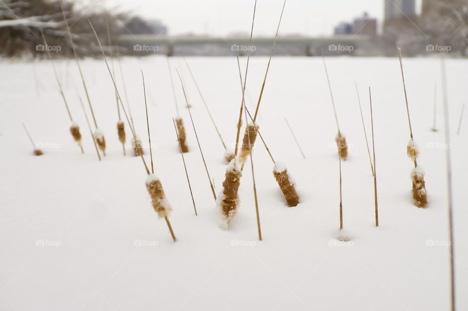 Snow covered cattails by the river’s edge.