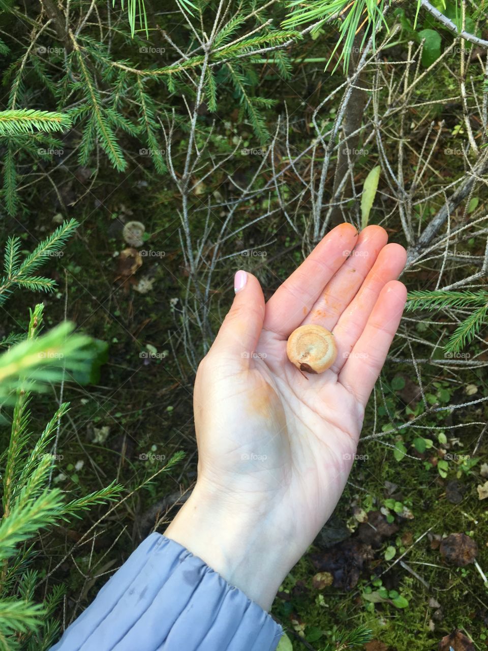 Маленький гриб рыжик на ладони