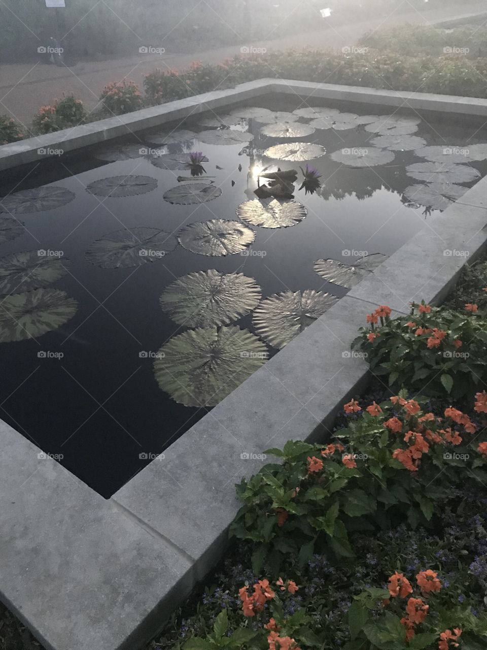 Foggy reflections at a Lilly pond in the Missouri Botanical Garden 