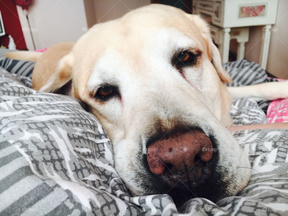 Big nose Labrador 