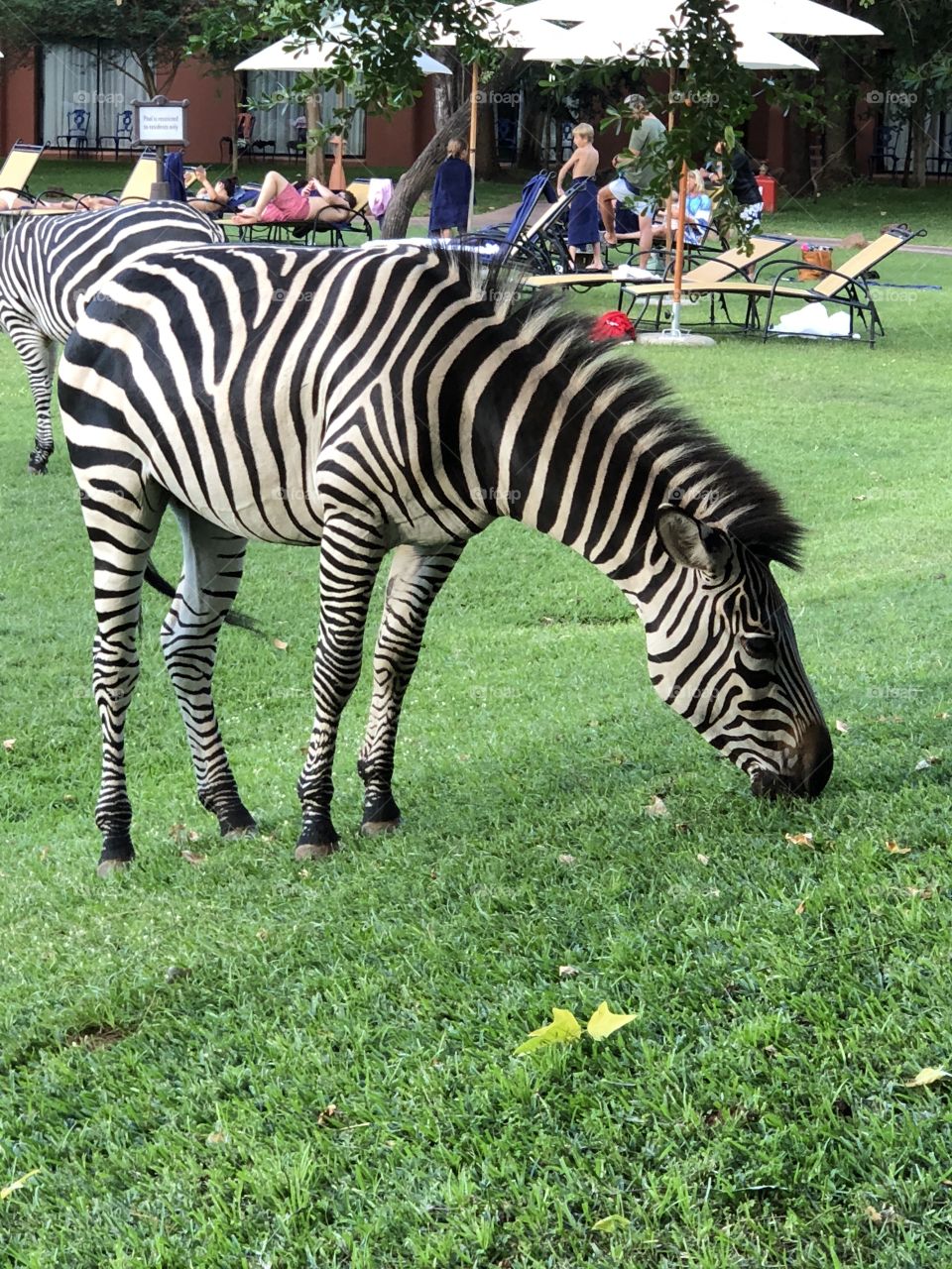 Zebra 