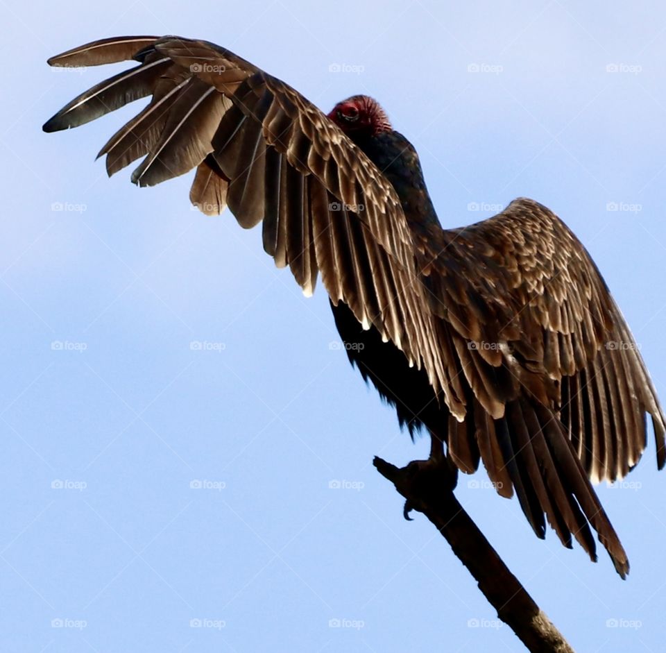 Turkey vulture with wings spread perched on a branch