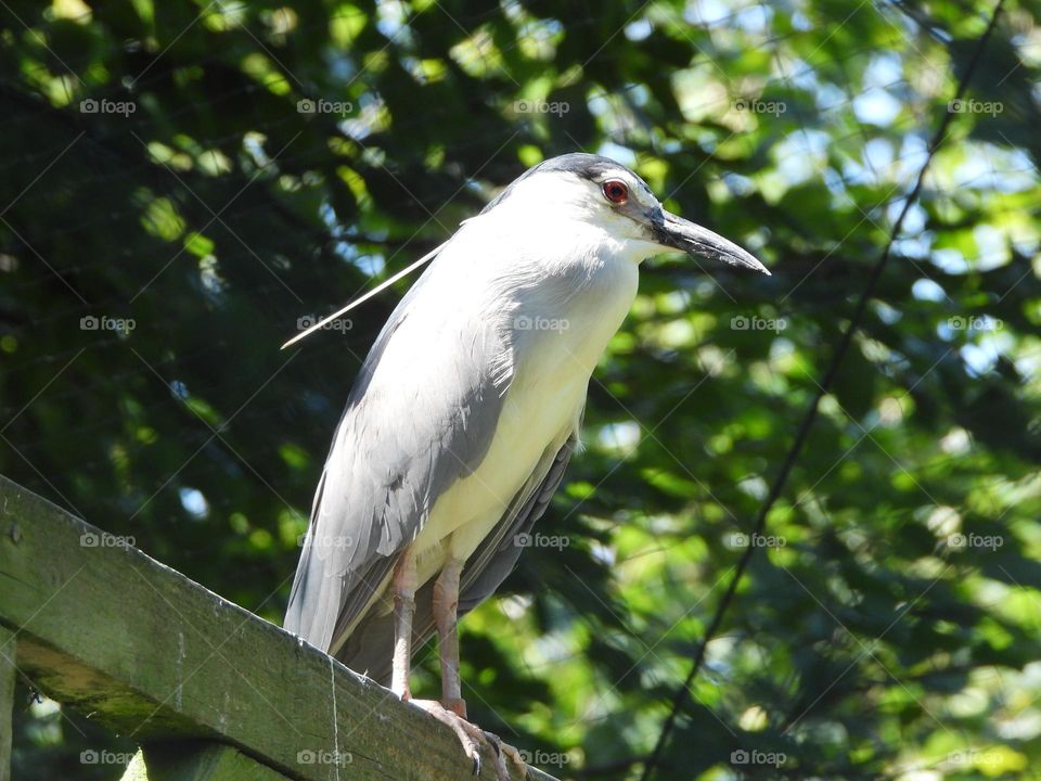 A close up of a bird
