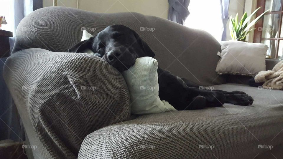 A black lab plays lazy as he stretches acrosd the love seat.