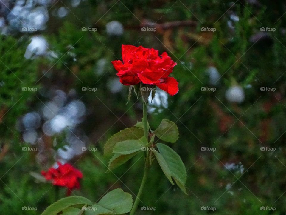 Garden rose