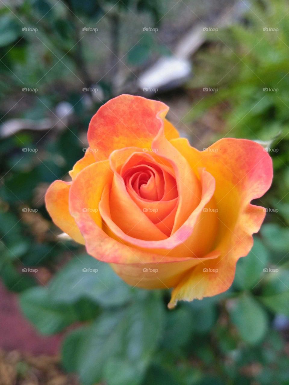 hybrid rose