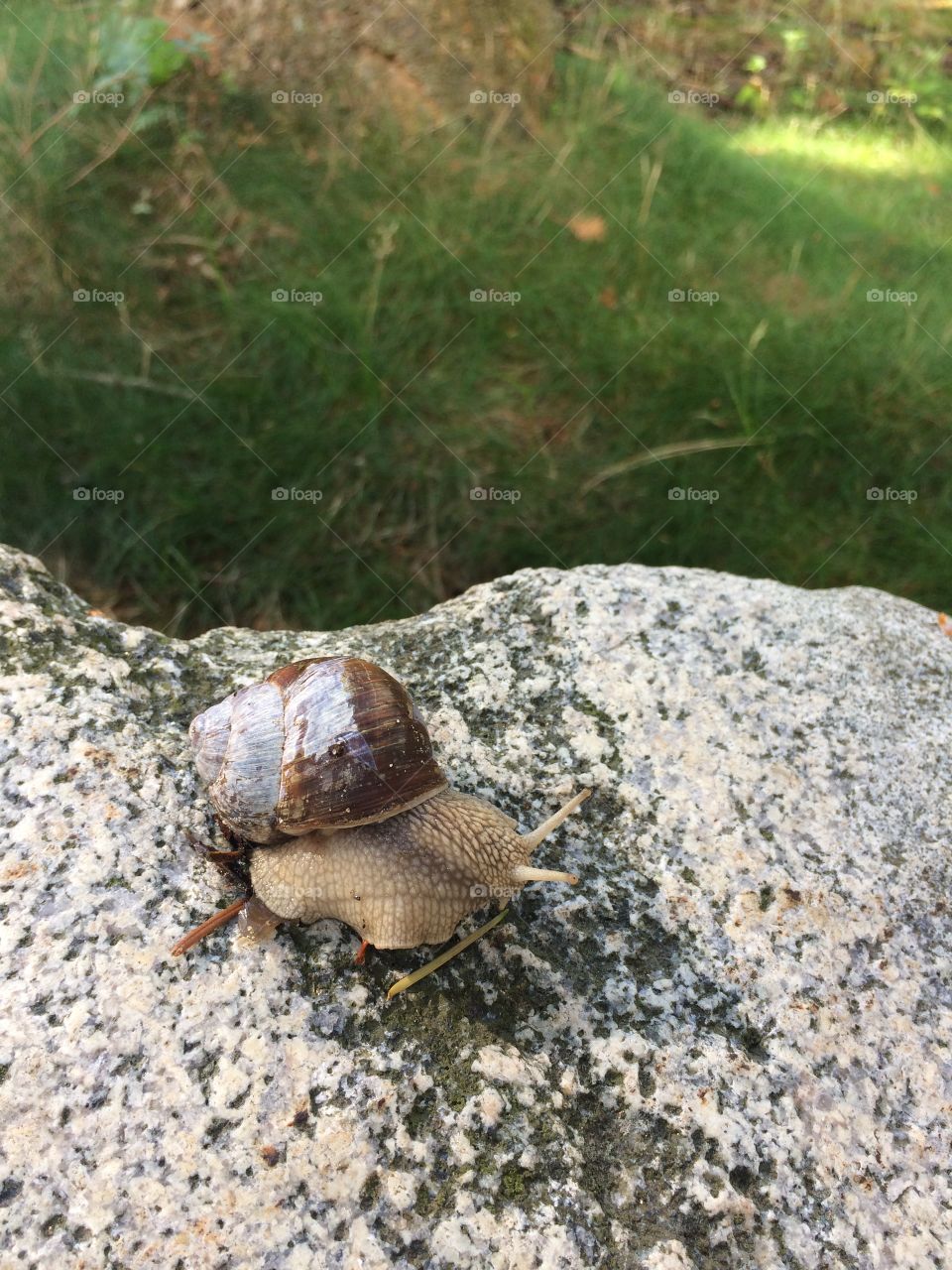 Snail on his way