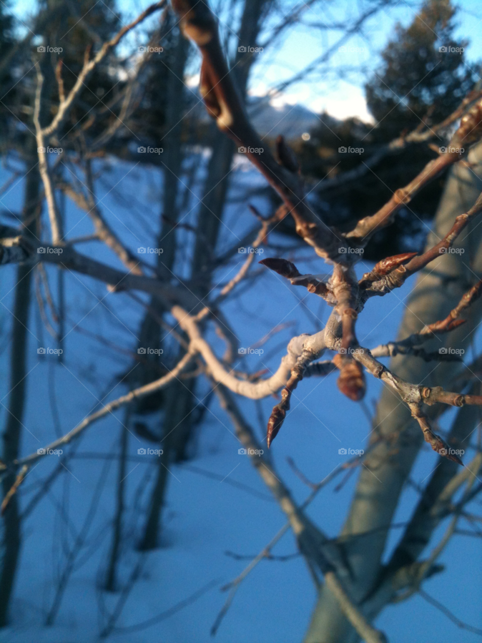 snow winter tree bud by sadie.collins