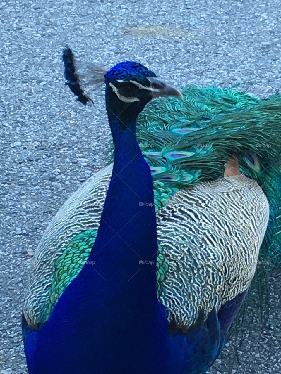 Peacock!