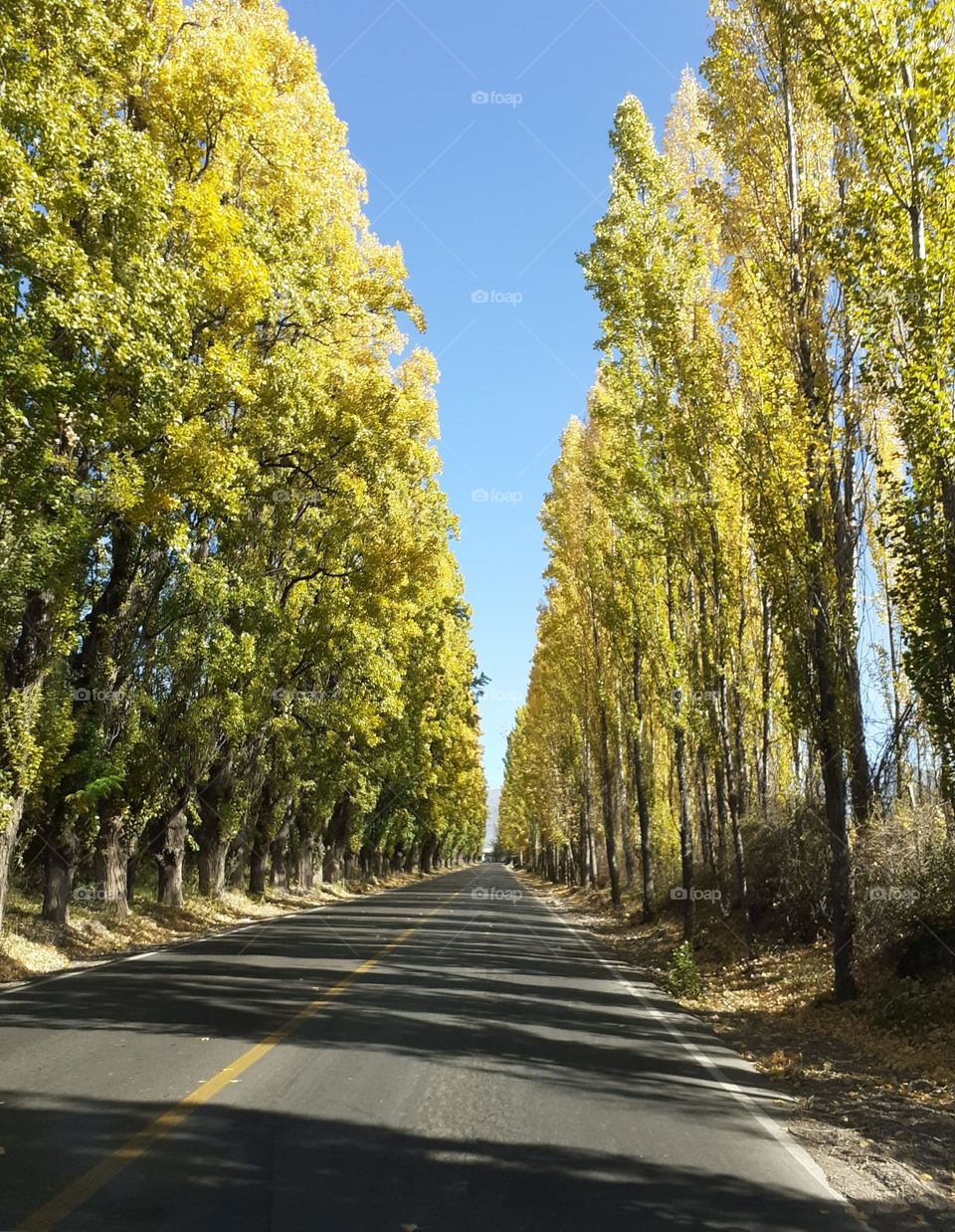 camino rodeado de álamos otoñales