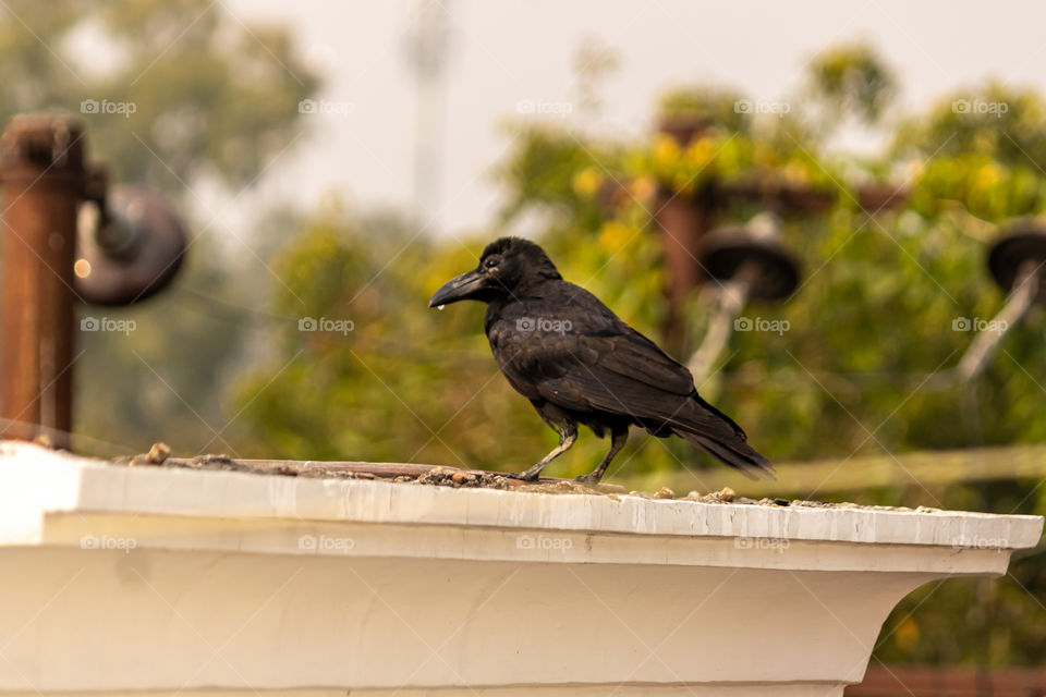 A crow quinching it's thirst