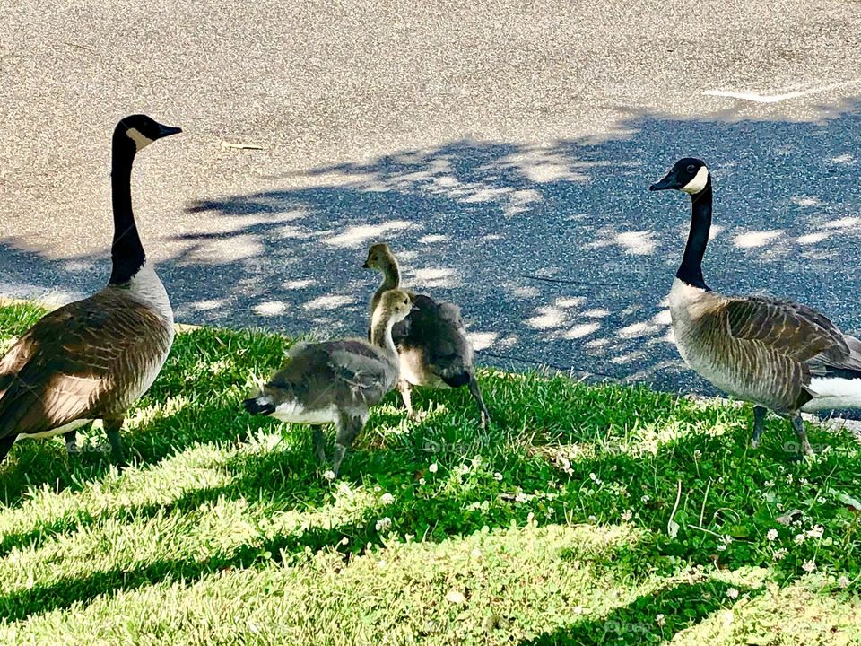 Canada geese family relaxing 