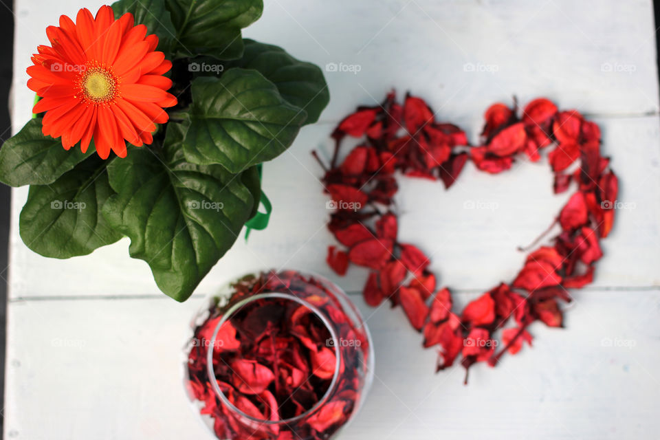 Indoor flower and heart shape of rose petals on a white background