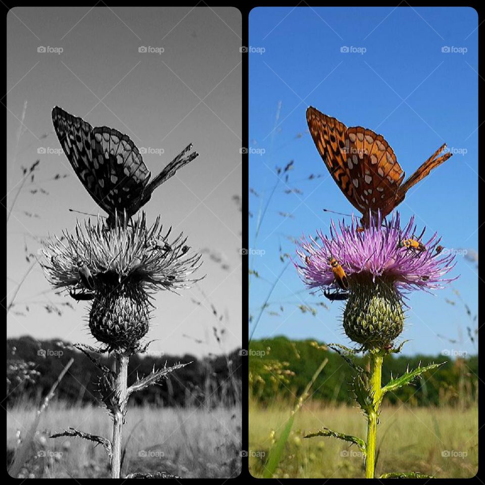 Black and White Vs Color / Great Spangled Fritallary Butterfly and Thistle