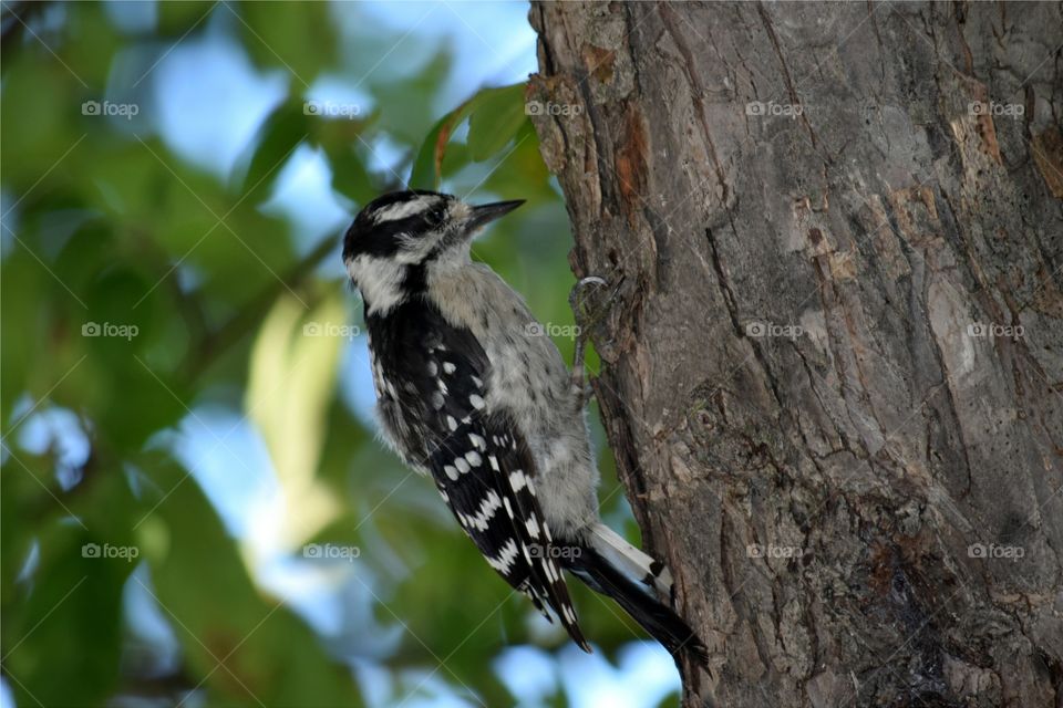 Female Downy woodpecker