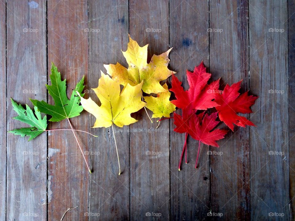 Natures traffic light