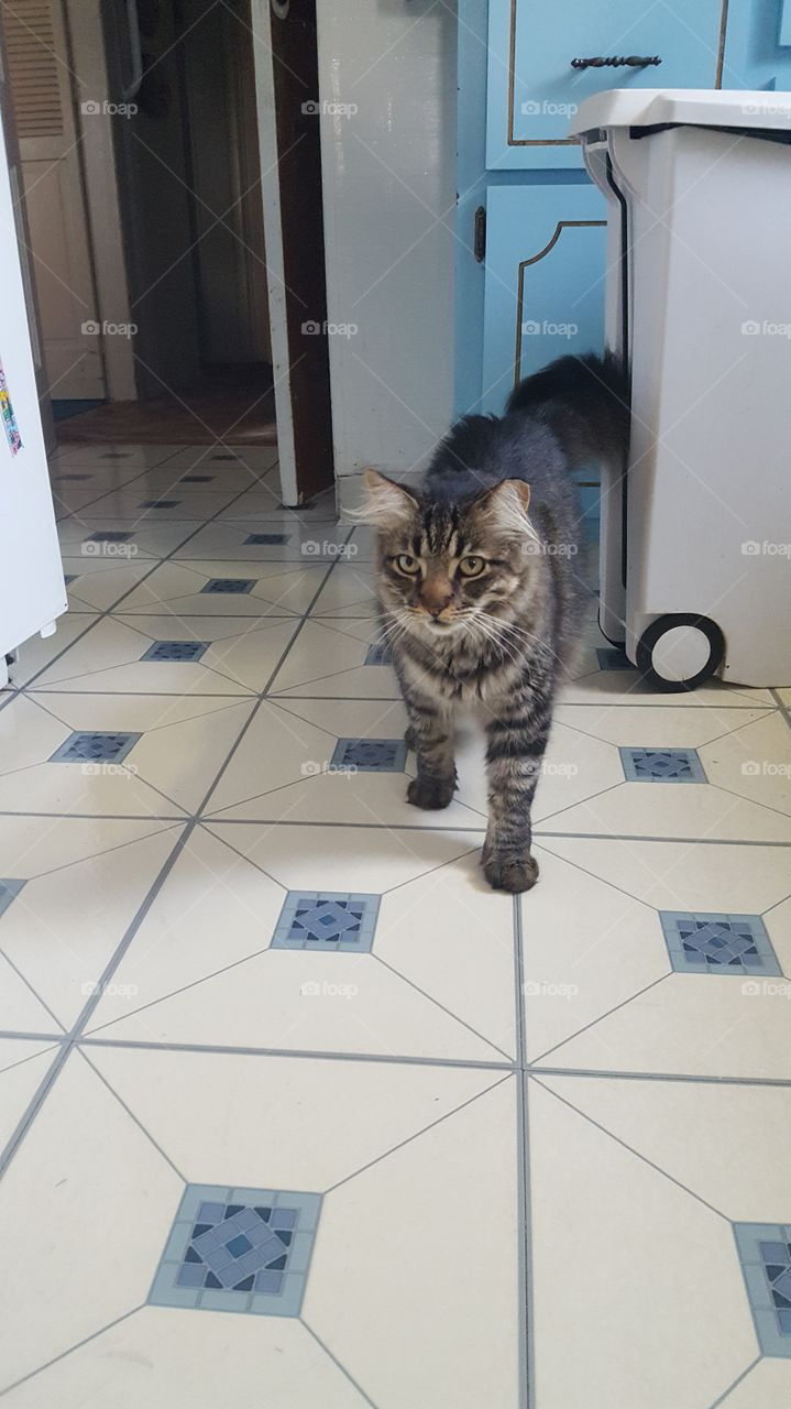Wary Cat in Kitchen