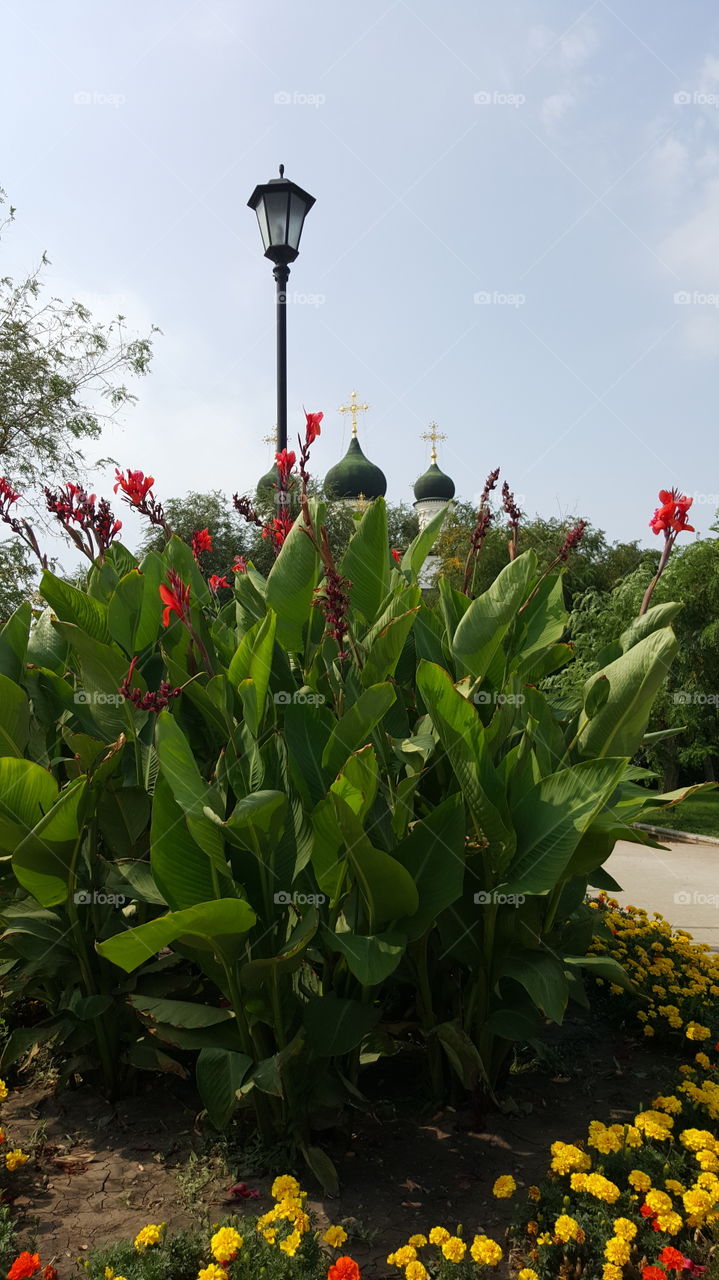 Flowers and church 