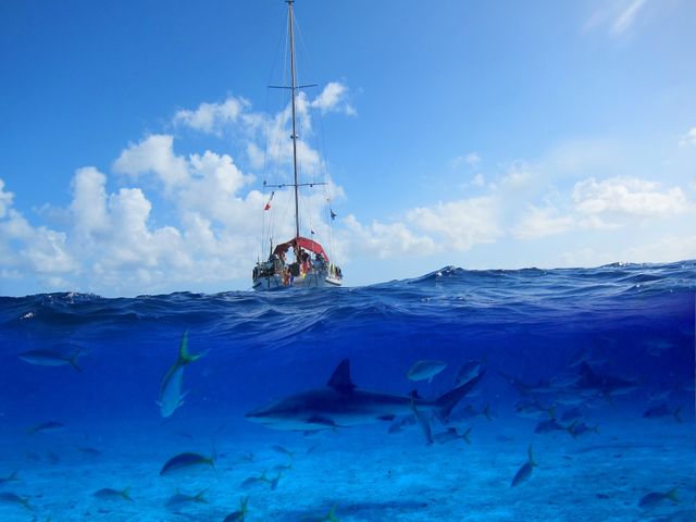 Shark below 