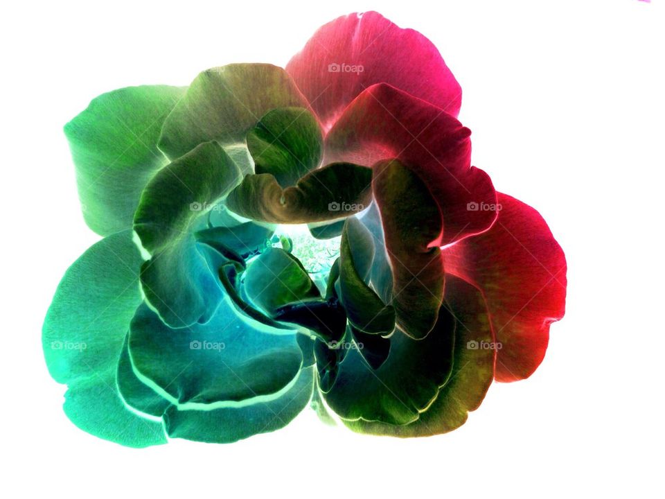 Multicolored rose
