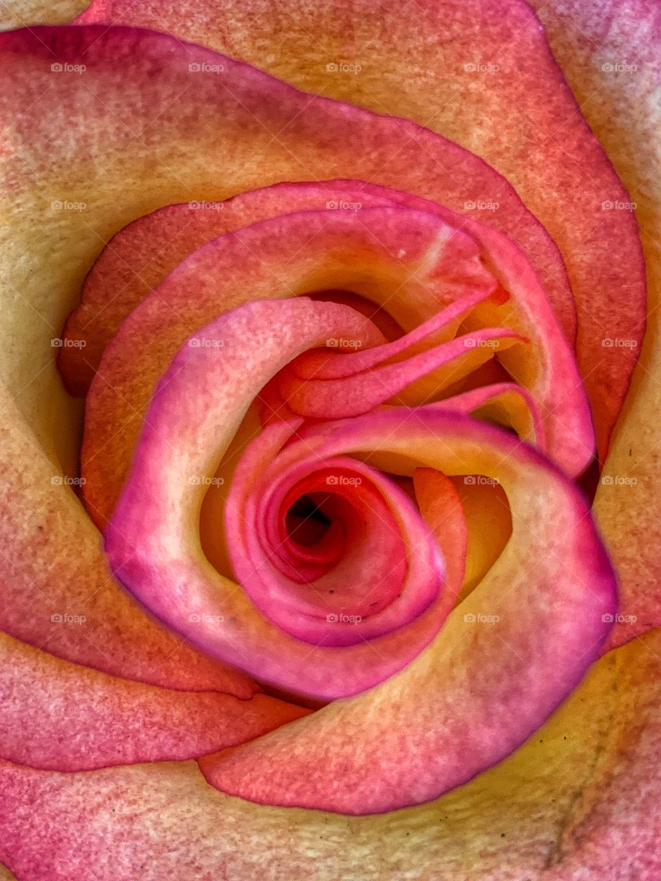 Beautiful close up rose flower blossoms with pink yellow petals in a flower shop.