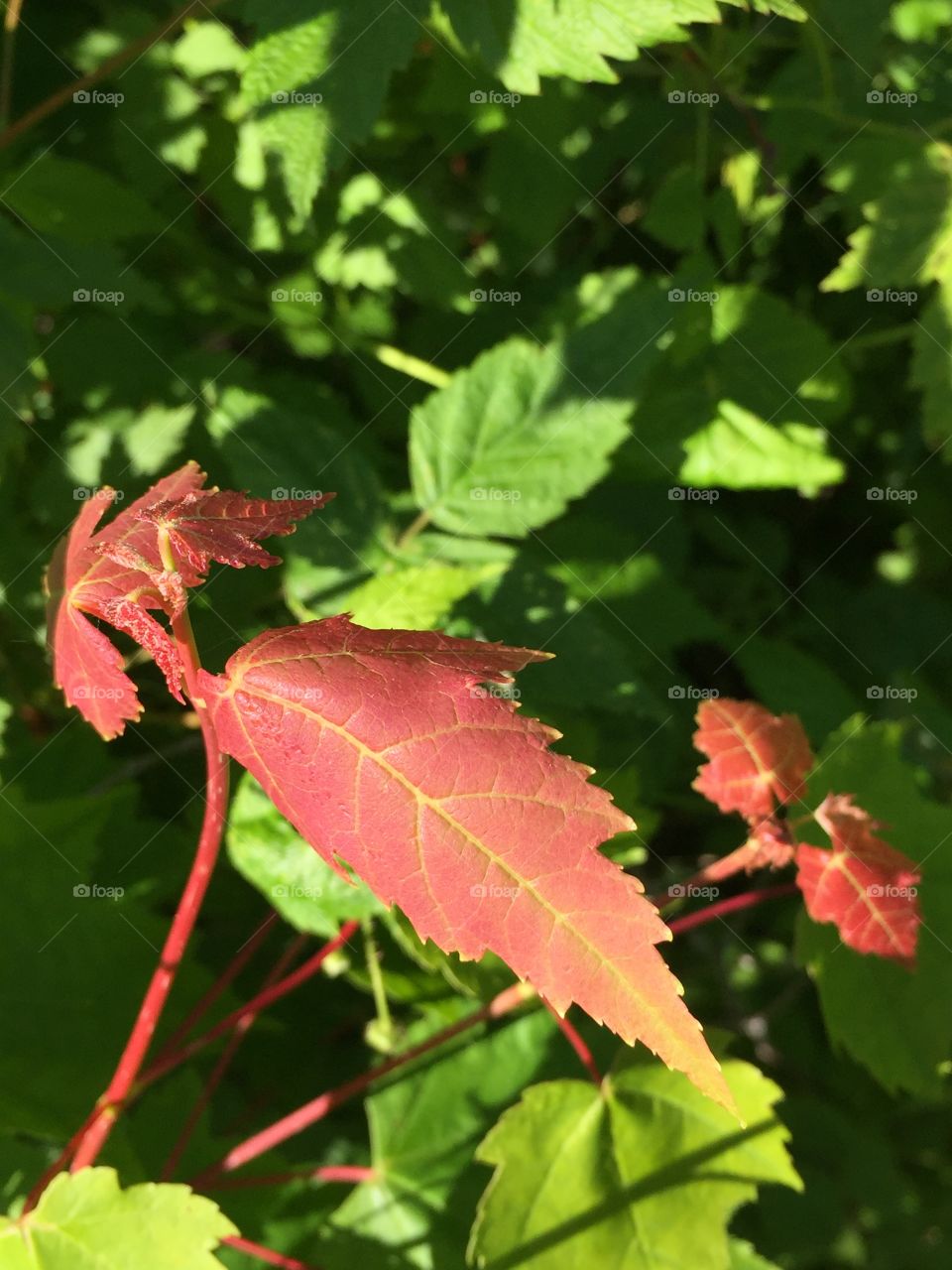 Red Leaf fading in colour on a bright sunny day 