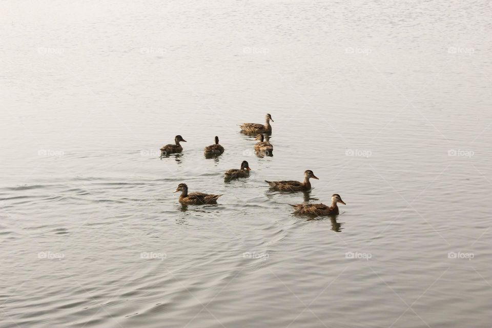 Ducks in the city pond