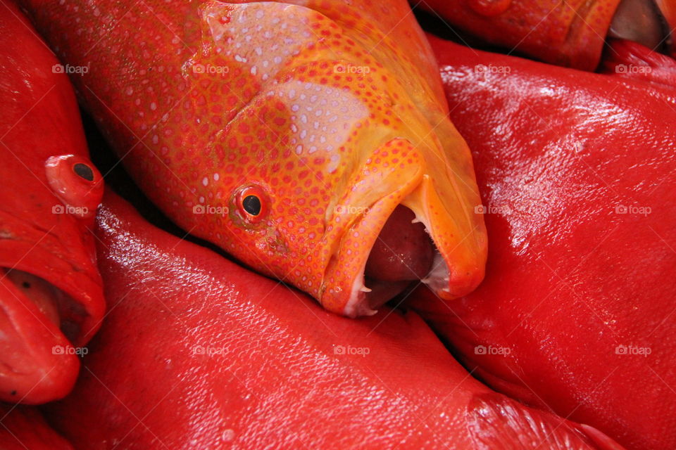 Red fish