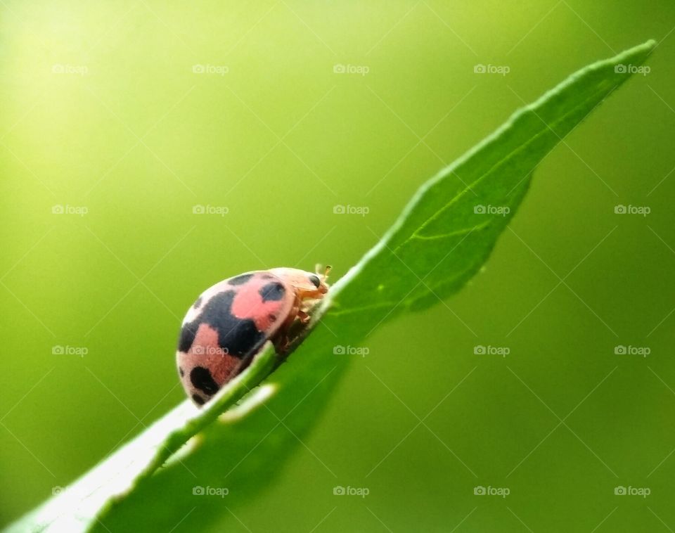 my ladybug its so cute