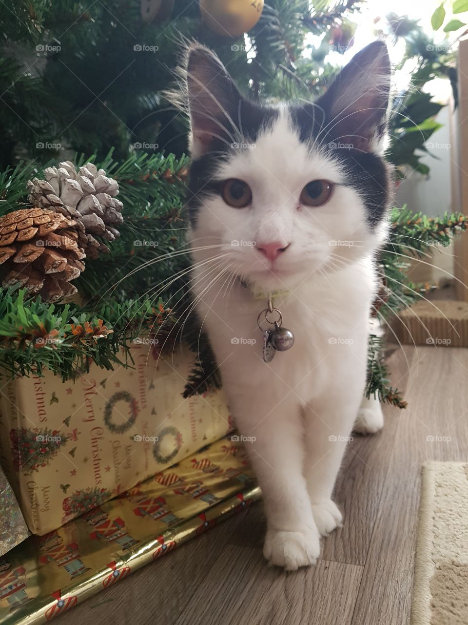 dexter the black and white kitten,  next to the Christmas tree