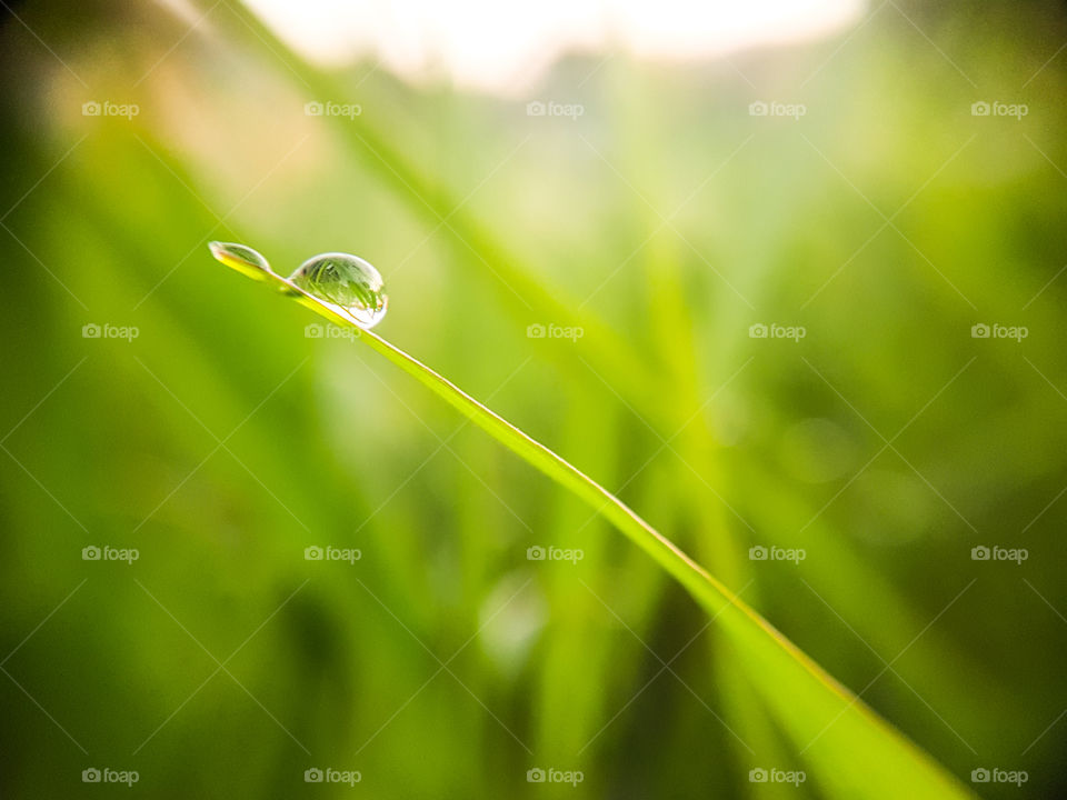 dew drop on a blade of grass