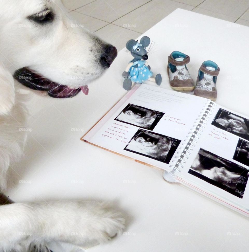 Our dog Sally can't wait to meet the newest member of the family and is watching the baby's ultrasounds. In the background, we can see the small baby shoes and a small wooden decorative mouse.