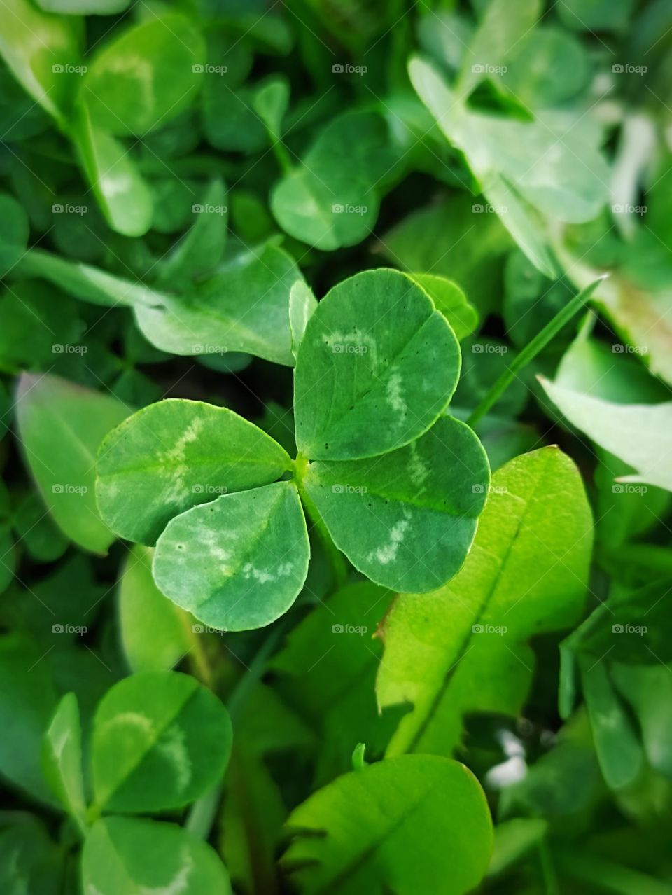 Four-leaf clover