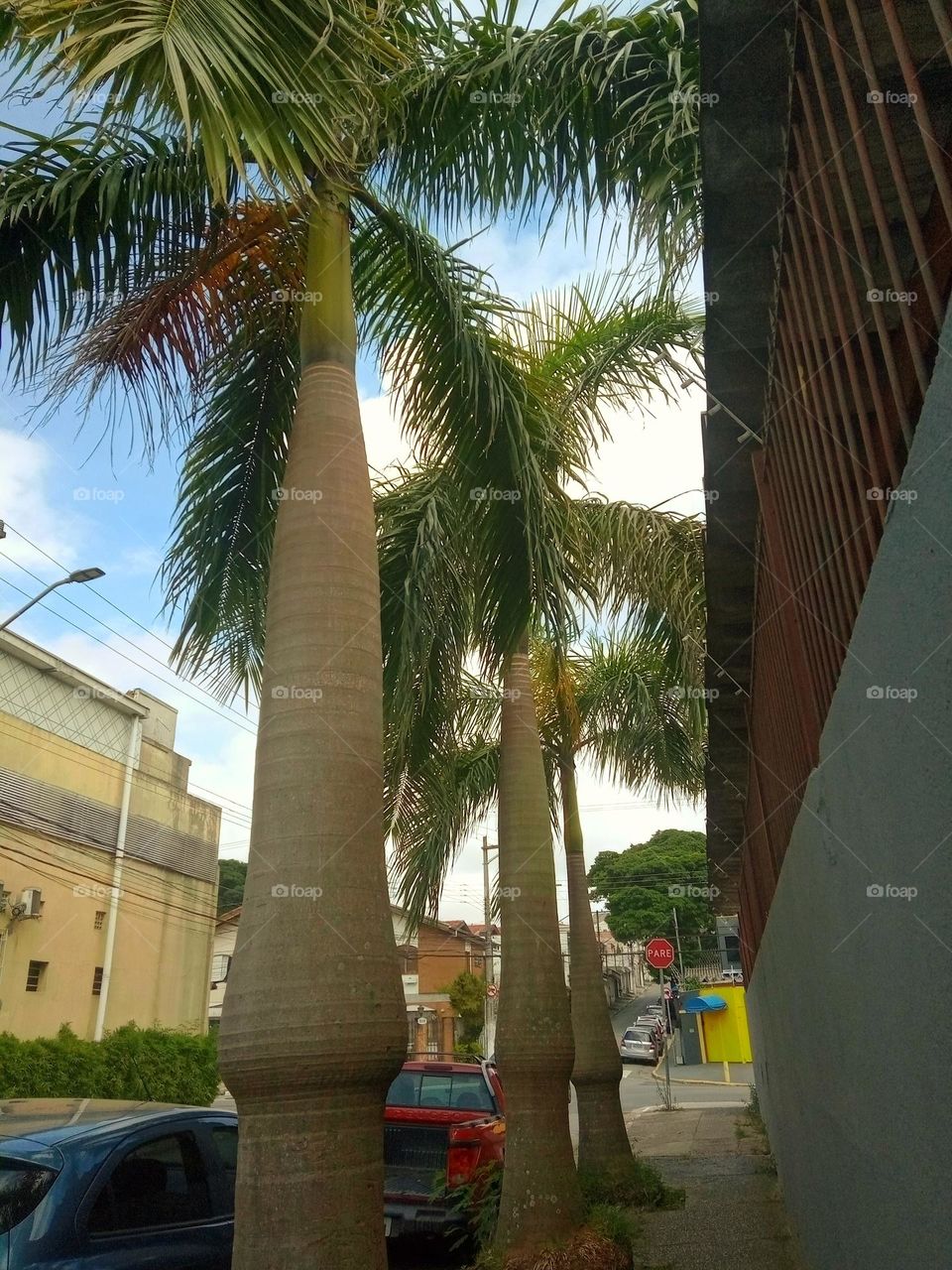 palms tree