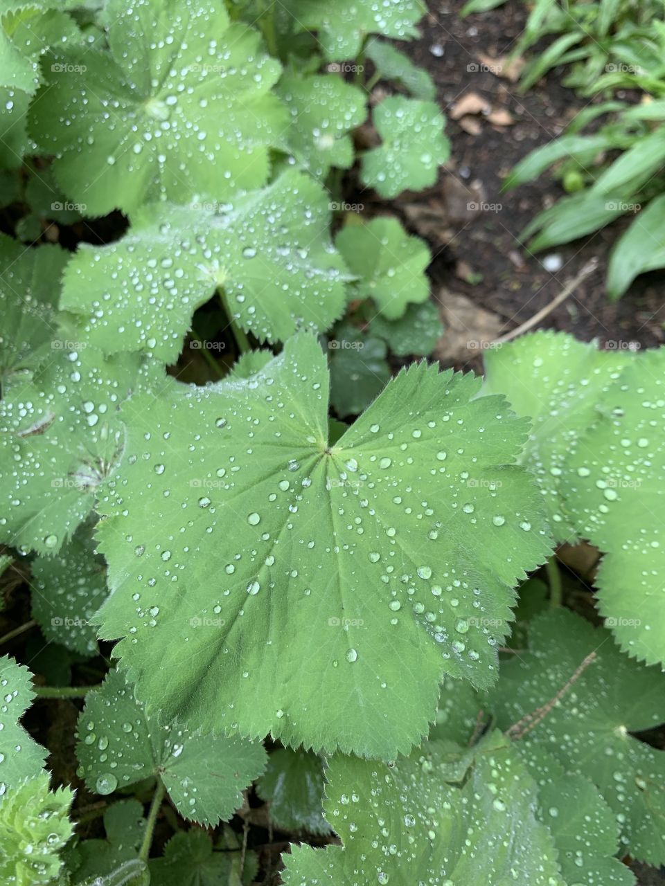 dewy leaves